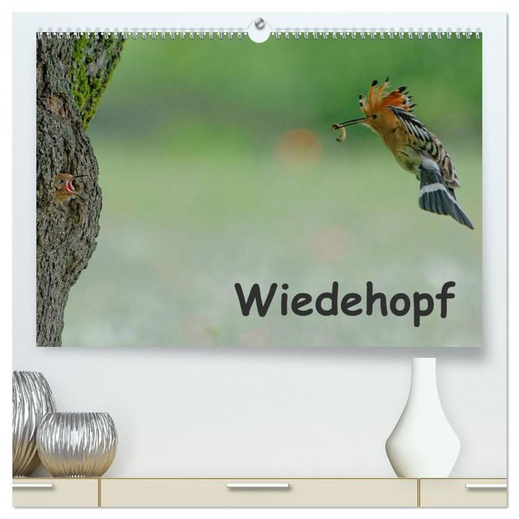 Produktbild: Wiedehopf (hochwertiger Premium Wandkalender 2026 DIN A2 quer), Kunstdruck in Hochglanz