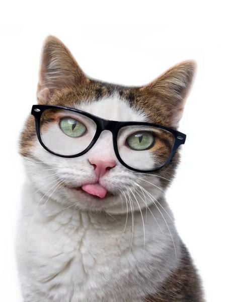 Produktbild: CALVENDO Puzzle Ein Motiv aus dem Kalender Crazy Catz. | 1000 Teile Lege-Gr&ouml;&szlig;e 64x48cm Foto-Puzzle f&uuml;r gl&uuml;ckliche Stunden