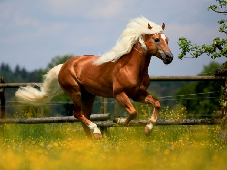 Produktbild: CALVENDO Puzzle Haflingerhengst - Weltreservesieger | 1000 Teile Lege-Gr&ouml;&szlig;e 64x48cm Foto-Puzzle f&uuml;r gl&uuml;ckliche Stunden