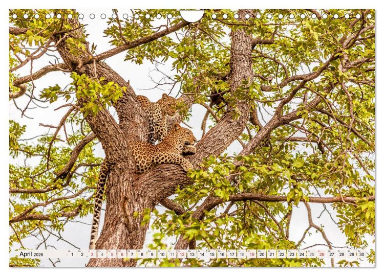 Produktbild: Afrikas wilde Katzen (Wandkalender 2026 DIN A4 quer), CALVENDO Monatskalender