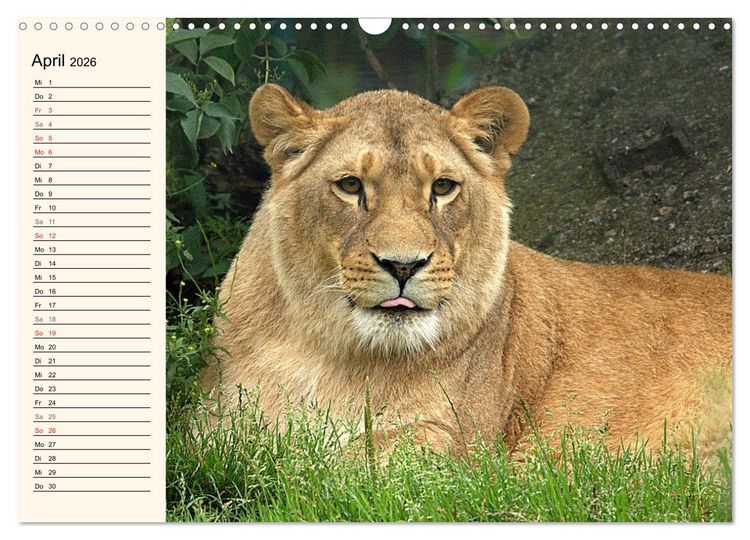 Produktbild: L&ouml;wen (Wandkalender 2026 DIN A3 quer), CALVENDO Monatskalender