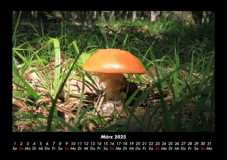 Produktbild: Pilzkalender 2025 Fotokalender DIN A3