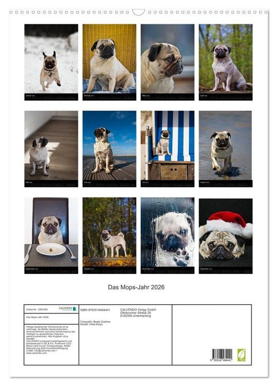 Produktbild: Das Mops-Jahr 2026 (Wandkalender 2026 DIN A2 hoch), CALVENDO Monatskalender