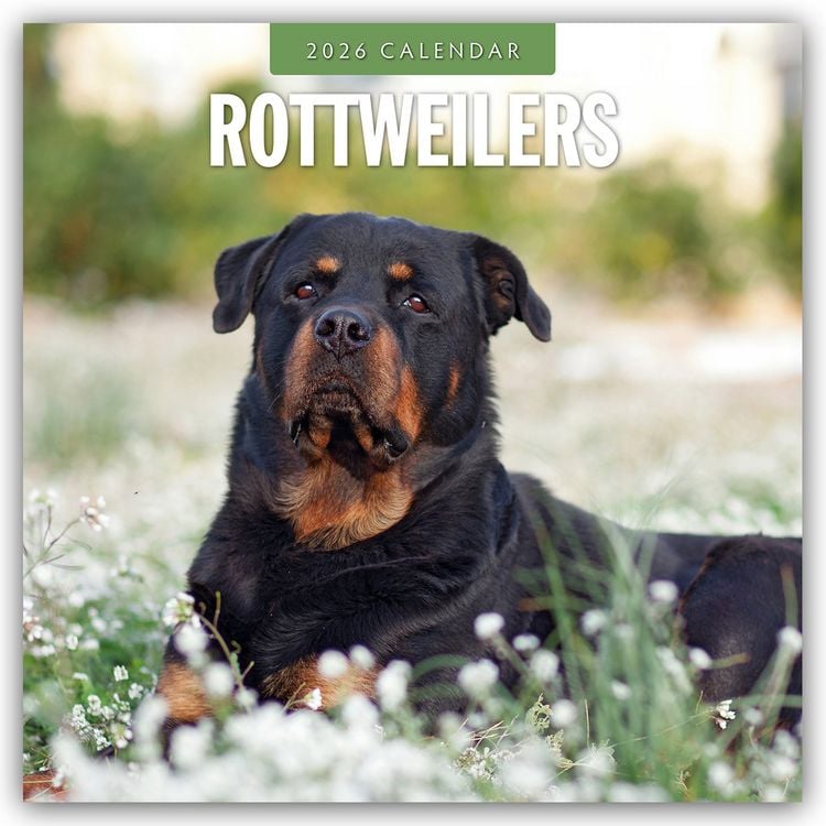 Produktbild: Rottweilers – Rottweiler 2026 – 16-Monatskalender