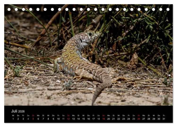 Produktbild: Reptilienkalender 2026 (Tischkalender 2026 DIN A5 quer), CALVENDO Monatskalender