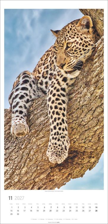 Produktbild: Big Cats Kalender 2027