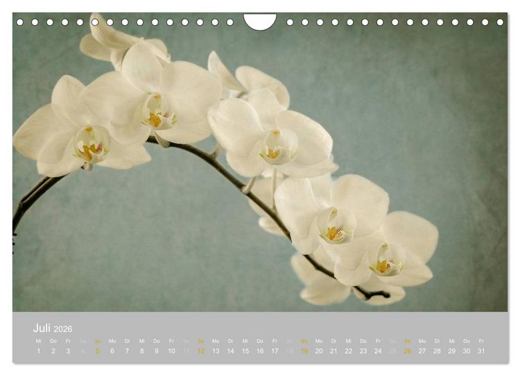 Produktbild: Orchideen Tr&auml;ume (Wandkalender 2026 DIN A4 quer), CALVENDO Monatskalender