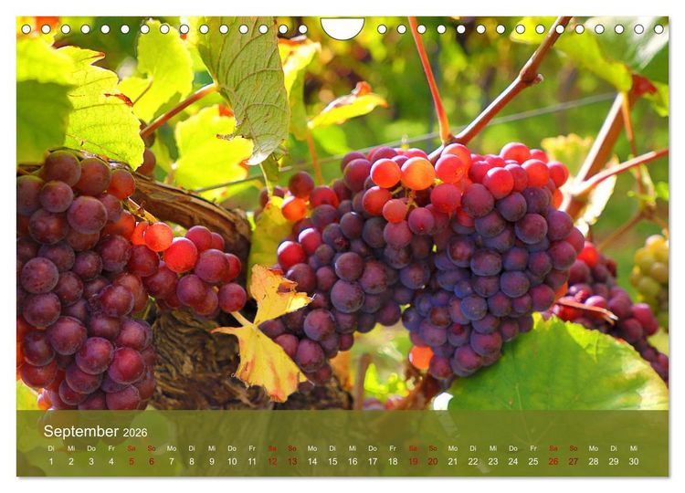 Produktbild: Wanderparadies S&uuml;dpfalz (Wandkalender 2026 DIN A4 quer), CALVENDO Monatskalender