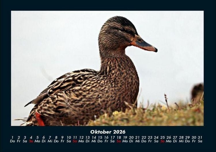 Produktbild: Enten 2026 Fotokalender DIN A4