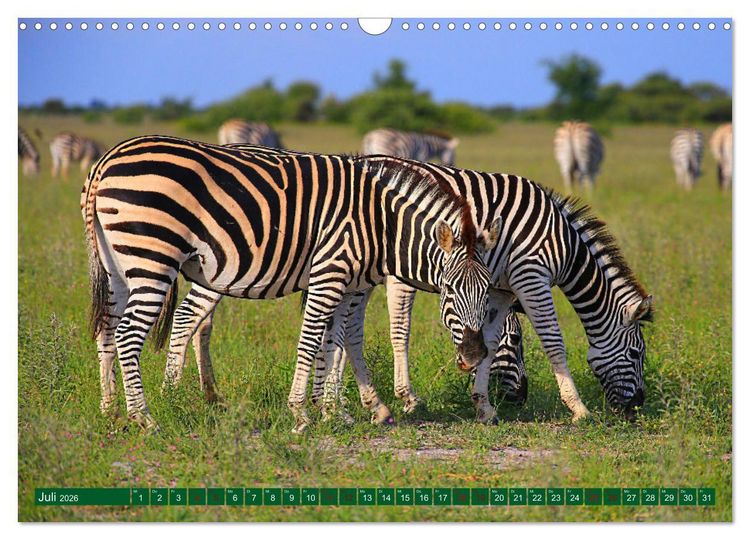 Produktbild: Botswana- Pirschfahrt mit Garantie auf Wildlife (Wandkalender 2026 DIN A3 quer), CALVENDO Monatskalender