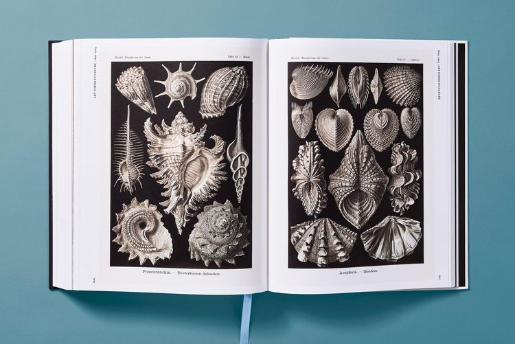 Produktbild: The Art and Science of Ernst Haeckel