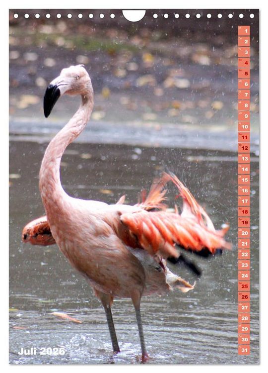 Produktbild: Rosarote Flamingo (Wandkalender 2026 DIN A4 hoch), CALVENDO Monatskalender