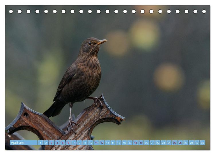 Produktbild: Amsel - Schwarzdrossel fotografiert von Ostfriesenfotografie (Tischkalender 2026 DIN A5 quer), CALVENDO Monatskalender