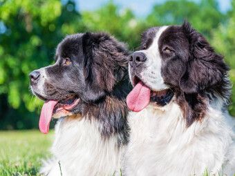 Produktbild: CALVENDO Puzzle Portr&auml;t von zwei Landseer-H&uuml;ndinnen | 1000 Teile Lege-Gr&ouml;&szlig;e 64x48cm Foto-Puzzle f&uuml;r gl&uuml;ckliche Stunden