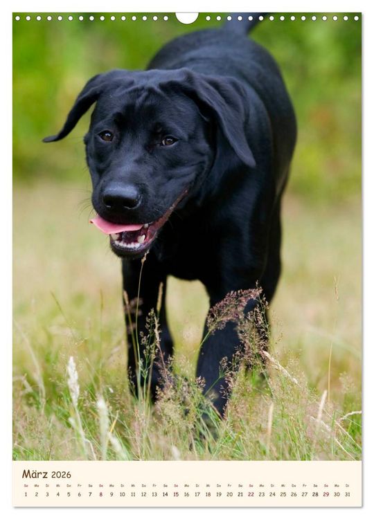 Produktbild: Labrador Retriever (Wandkalender 2026 DIN A3 hoch), CALVENDO Monatskalender