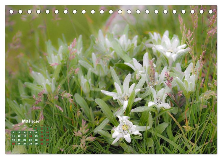 Produktbild: Gro&szlig;glockner wundersch&ouml;ne Berg- und Tierwelt (Tischkalender 2026 DIN A5 quer), CALVENDO Monatskalender