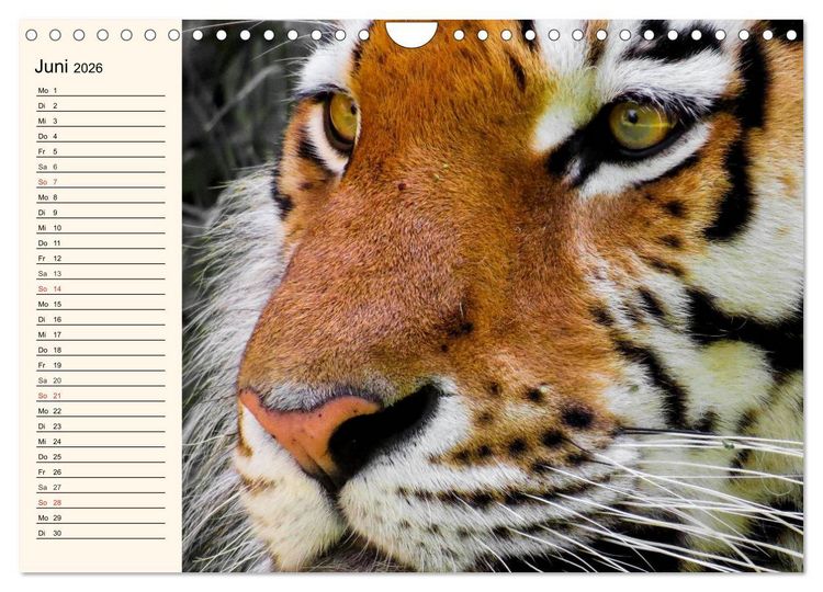 Produktbild: Tiger. Gestreift, wild und sch&ouml;n (Wandkalender 2026 DIN A4 quer), CALVENDO Monatskalender