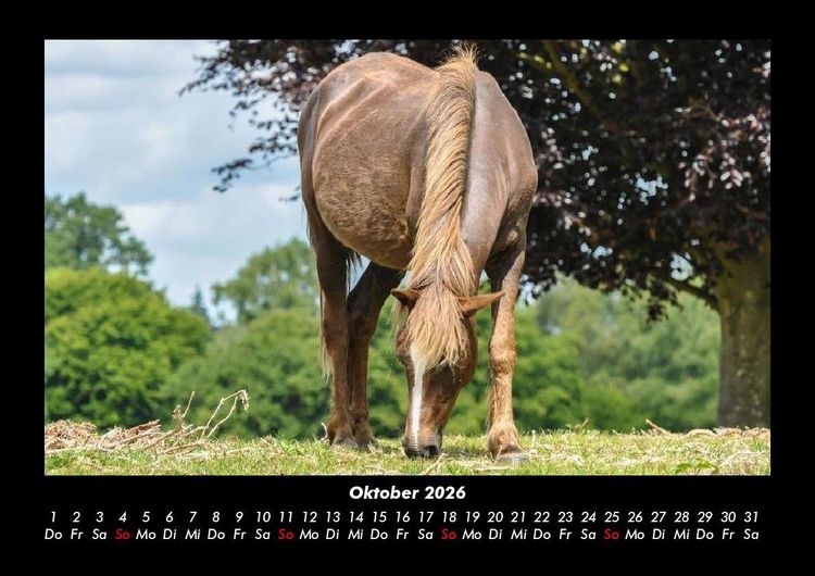 Produktbild: Die Welt der Pferde 2026 Fotokalender DIN A3