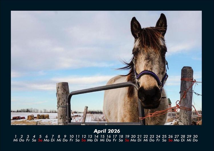 Produktbild: Die Welt der Pferde 2026 Fotokalender DIN A4