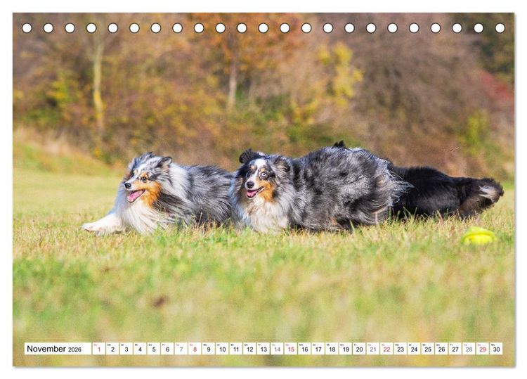 Produktbild: H&uuml;tehund der Shetland Inseln - Shetland Sheepdog (Tischkalender 2026 DIN A5 quer), CALVENDO Monatskalender