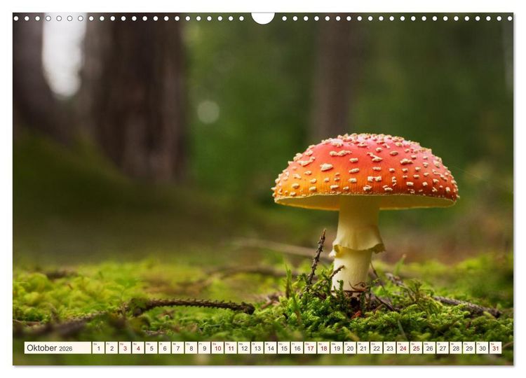 Produktbild: Im Zauber der W&auml;lder (Wandkalender 2026 DIN A3 quer), CALVENDO Monatskalender