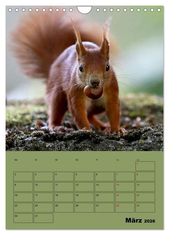 Produktbild: Eichh&ouml;rnchen - Planer (Wandkalender 2026 DIN A4 hoch), CALVENDO Monatskalender