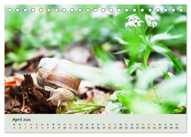 Produktbild: Waldbaden - Durch Achtsamkeit zu einer besseren Gesundheit (Tischkalender 2026 DIN A5 quer), CALVENDO Monatskalender