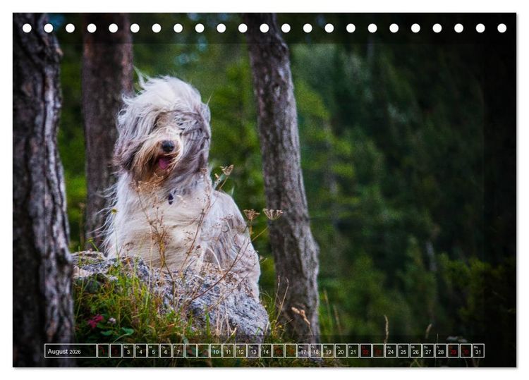 Produktbild: Bearded Collie, mein Freund (Tischkalender 2026 DIN A5 quer), CALVENDO Monatskalender