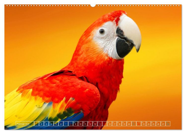 Produktbild: Die bunte Welt der V&ouml;gel (hochwertiger Premium Wandkalender 2026 DIN A2 quer), Kunstdruck in Hochglanz