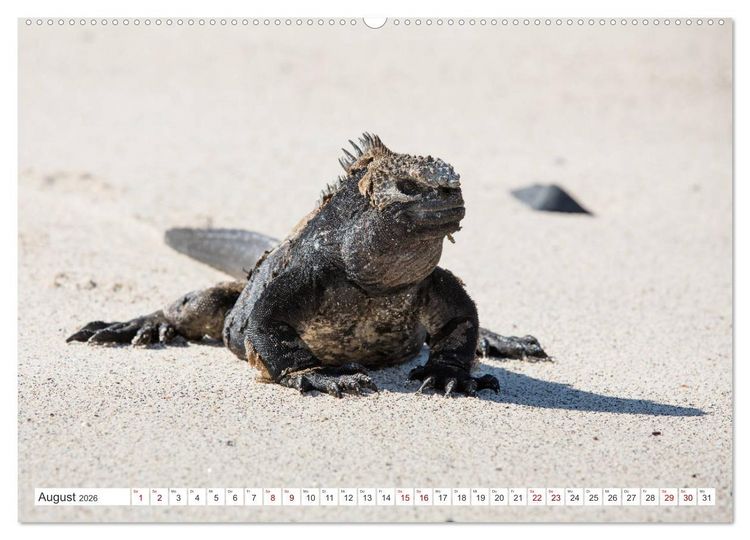 Produktbild: Galapagos-Inseln - Ein Paradies f&uuml;r Tiere (hochwertiger Premium Wandkalender 2026 DIN A2 quer), Kunstdruck in Hochglanz