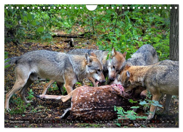 Produktbild: Begegnung mit dem Wolf (Wandkalender 2026 DIN A4 quer), CALVENDO Monatskalender
