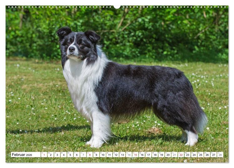 Produktbild: Traumhund Border Collie (hochwertiger Premium Wandkalender 2026 DIN A2 quer), Kunstdruck in Hochglanz