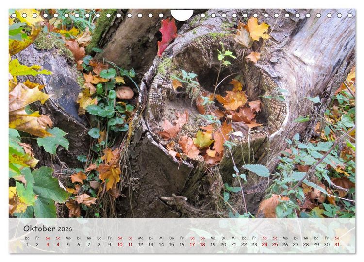 Produktbild: Vier Jahreszeiten - Eine Welt (Wandkalender 2026 DIN A4 quer), CALVENDO Monatskalender