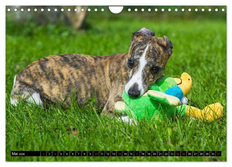Produktbild: Schnell wie der Wind - Whippet (Wandkalender 2026 DIN A4 quer), CALVENDO Monatskalender