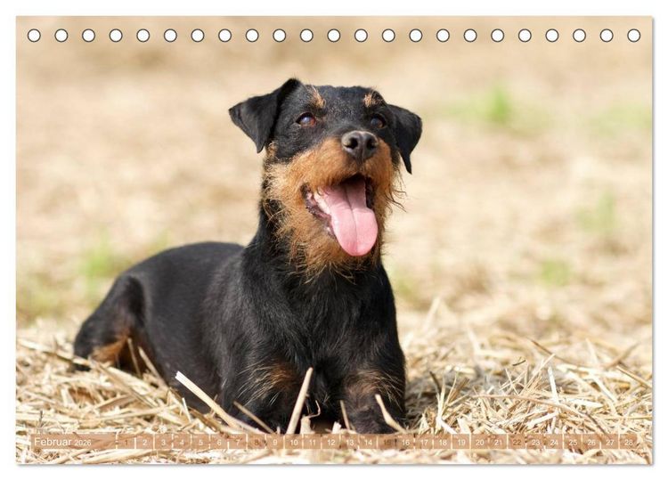 Produktbild: Faszination Terrier (Tischkalender 2026 DIN A5 quer), CALVENDO Monatskalender