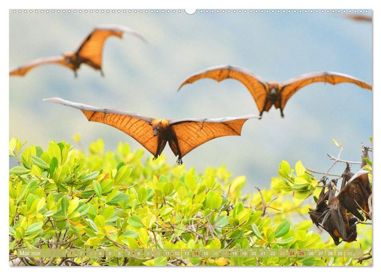 Produktbild: Flughunde: Vegetarische Drachenflieger (hochwertiger Premium Wandkalender 2026 DIN A2 quer), Kunstdruck in Hochglanz