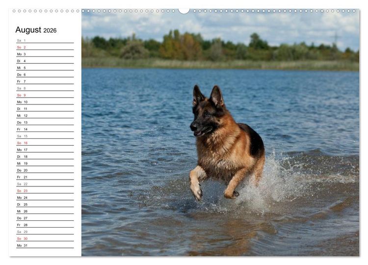 Produktbild: Deutsche Sch&auml;ferhunde - Senioren auf vier Pfoten (hochwertiger Premium Wandkalender 2026 DIN A2 quer), Kunstdruck in Hochglanz