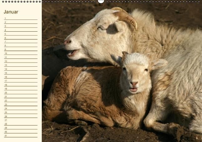 Produktbild: Der wollige Geburtstagskalender (Wandkalender immerw&auml;hrend DIN A2 quer)