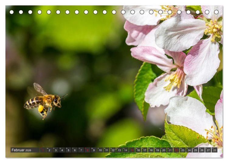 Produktbild: Sehe die Bienen (Tischkalender 2026 DIN A5 quer), CALVENDO Monatskalender