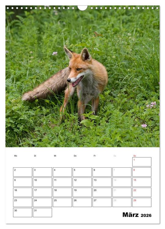 Produktbild: Rotfuchs - Impressionen (Wandkalender 2026 DIN A3 hoch), CALVENDO Monatskalender