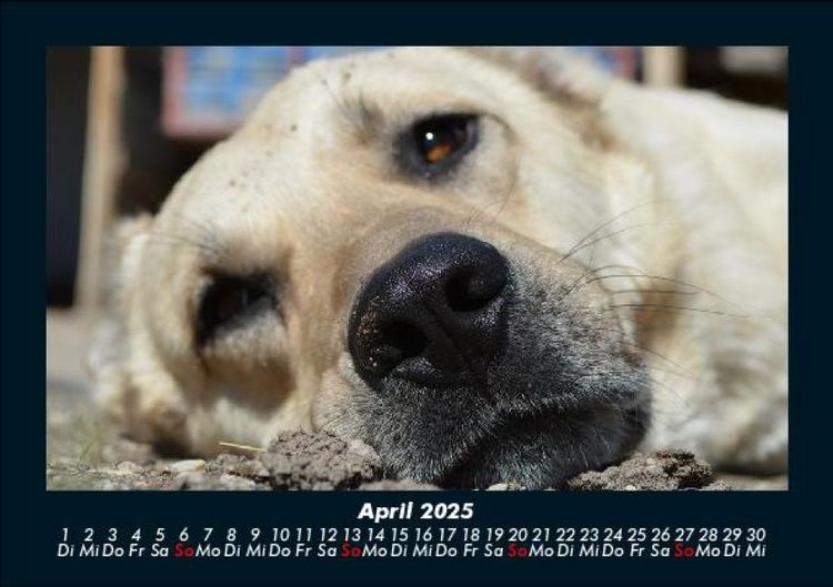 Produktbild: Hunde 2025 Fotokalender DIN A5