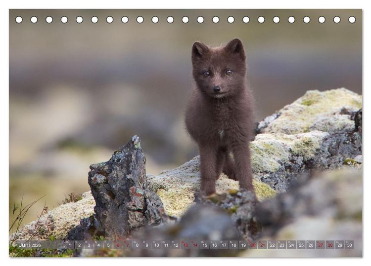 Produktbild: Polarfuchs-Welpen (Tischkalender 2026 DIN A5 quer), CALVENDO Monatskalender