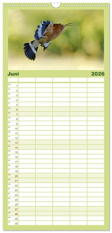 Produktbild: Familienplaner 2026 - Wiedehopf mit 5 Spalten (Wandkalender, 21 x 45 cm) CALVENDO