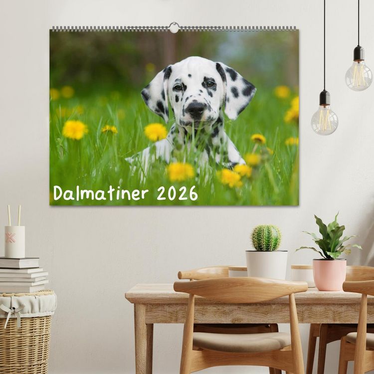 Produktbild: Dalmatiner 2026 (Wandkalender 2026 DIN A2 quer), CALVENDO Monatskalender