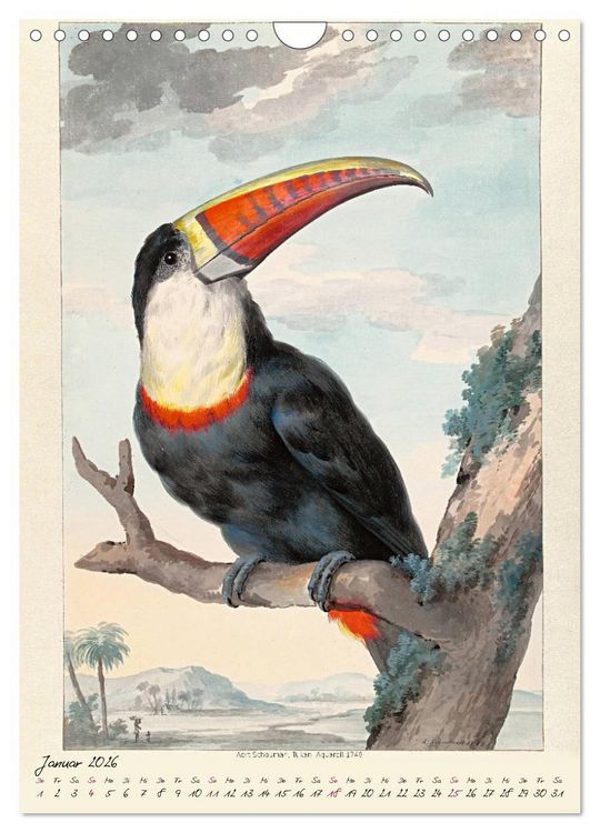 Produktbild: Aert Schouman. V&Ouml;GEL (Wandkalender 2026 DIN A4 hoch), CALVENDO Monatskalender