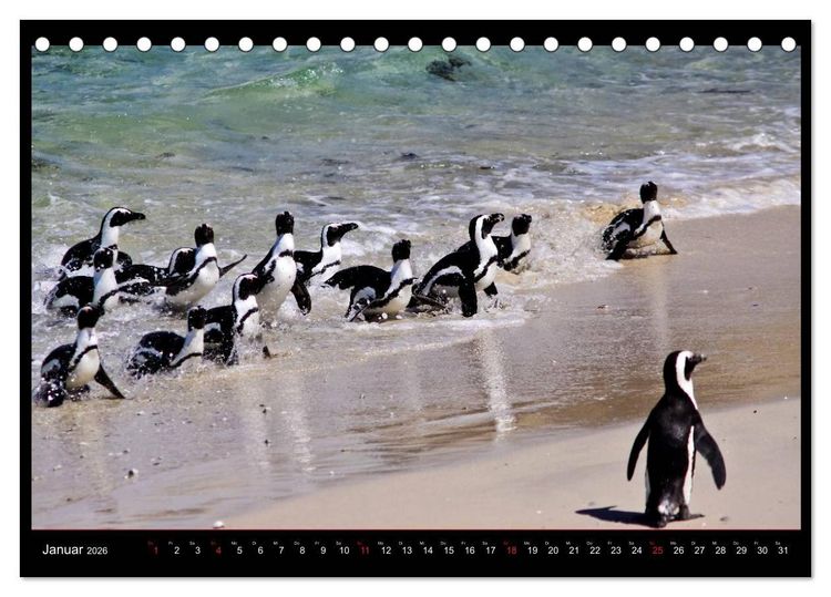 Produktbild: S&Uuml;DAFRIKA Augenblicke (Tischkalender 2026 DIN A5 quer), CALVENDO Monatskalender