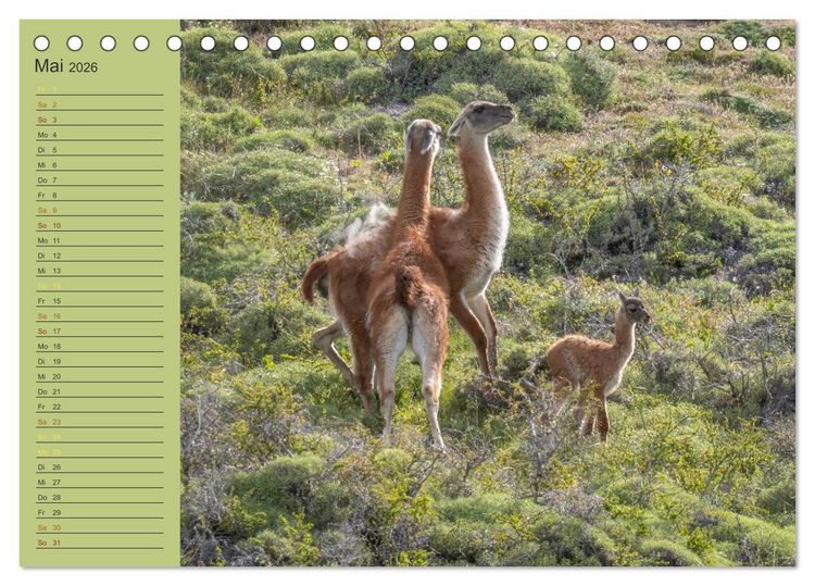 Produktbild: Wildlife S&uuml;damerika (Tischkalender 2026 DIN A5 quer), CALVENDO Monatskalender