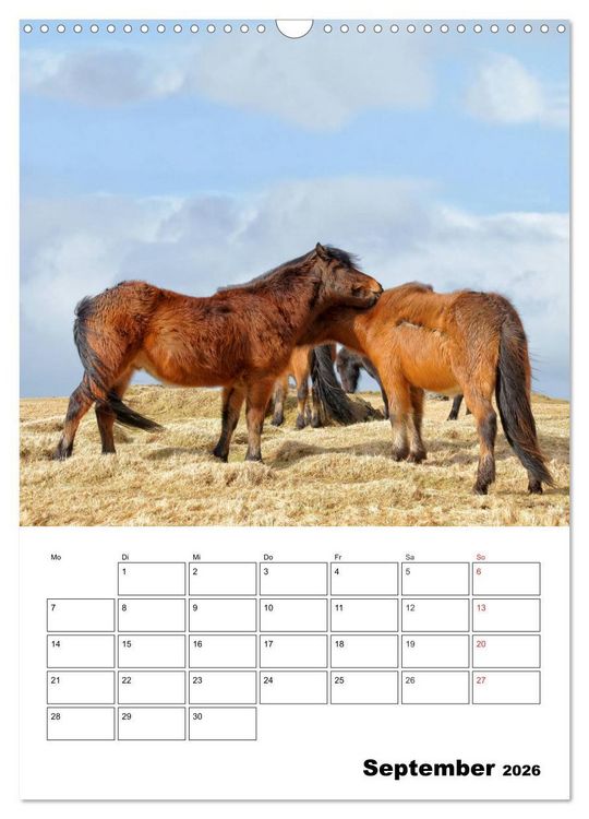 Produktbild: ISLANDPFERDE an der K&uuml;ste von Sn&aelig;fellsnes (Wandkalender 2026 DIN A3 hoch), CALVENDO Monatskalender