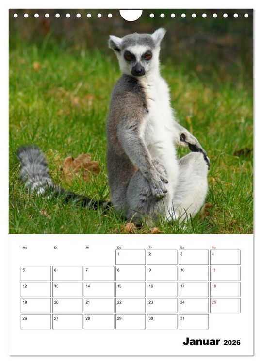 Produktbild: Katta Terminplaner (Wandkalender 2026 DIN A4 hoch), CALVENDO Monatskalender