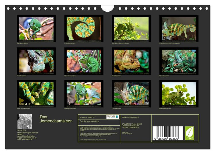 Produktbild: Das Jemencham&auml;leon (Wandkalender 2026 DIN A4 quer), CALVENDO Monatskalender